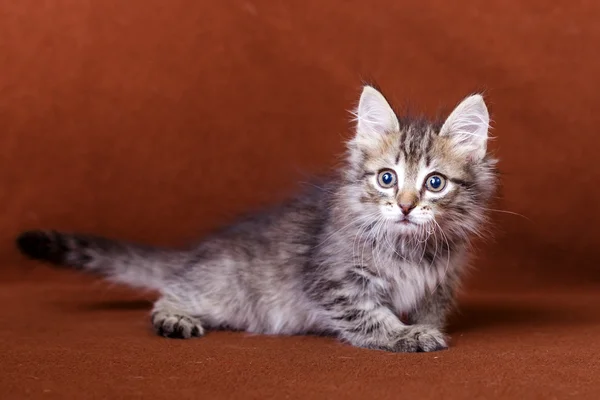 Gatinho listrado bonito — Fotografia de Stock