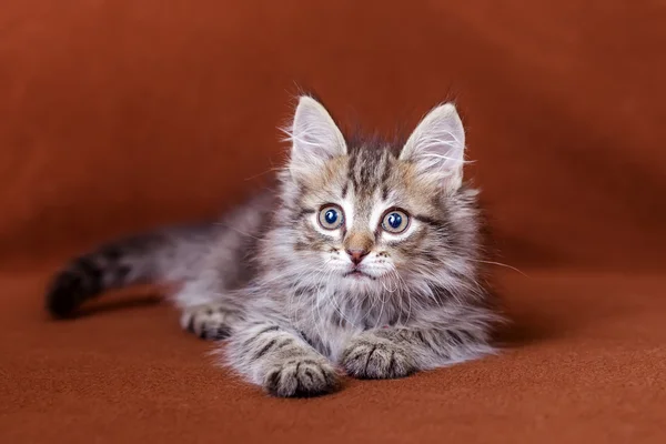 Cute striped kitten — Stock Photo, Image