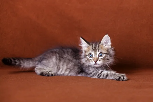 Cute striped kitten — Stock Photo, Image