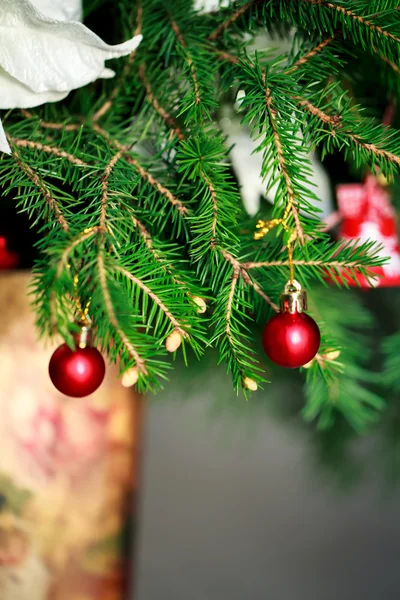 Brunch Fir Tree with young cone in vase — Stock Photo, Image