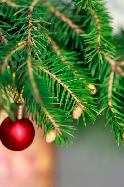 Brunch Fir Tree with young cone in vase — Stock Photo, Image