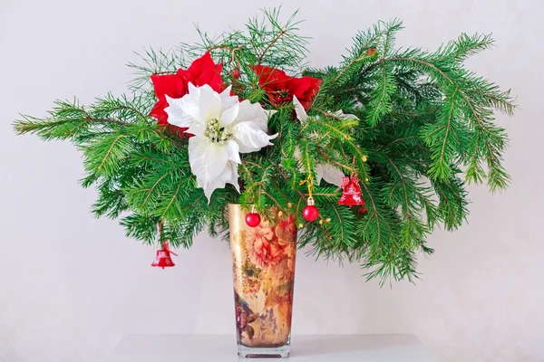 Brunch Fir Tree met jonge kegel en poinsettia in vaas — Stockfoto