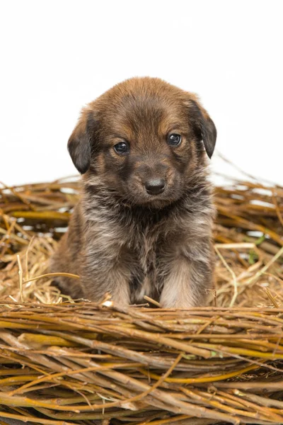 Schattige kleine bruine puppy in stro nest — Stockfoto