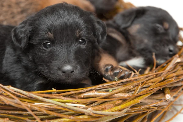 Niedliche kleine Welpen im Stroh-Nest — Stockfoto