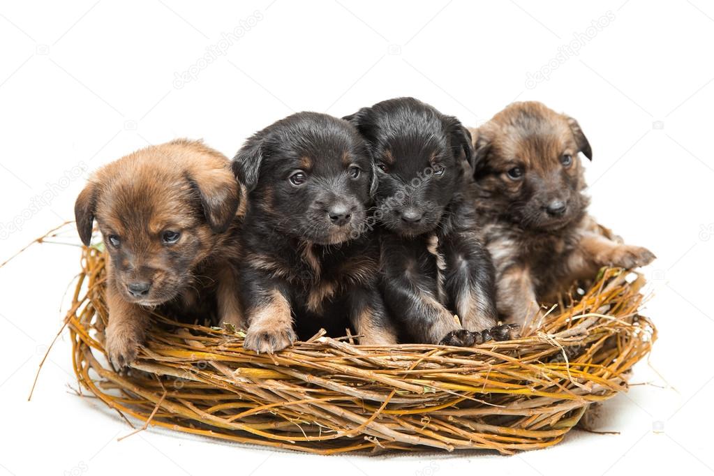 Four cute little puppies in straw nest