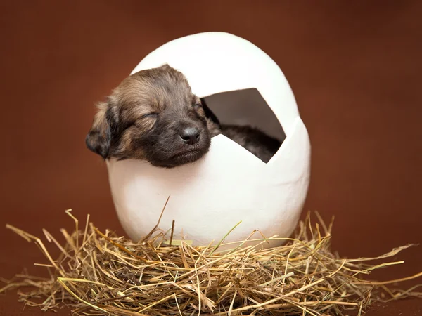 Niedlicher Welpe schläft im Ei — Stockfoto