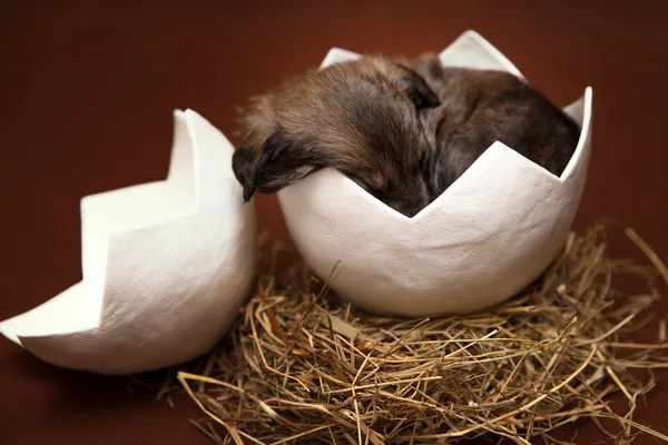 Söt valp sova i ägget — Stockfoto