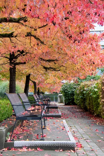 Picture Well Tended Park Some Benches Autumn Vancouver Canada — Stock Photo, Image