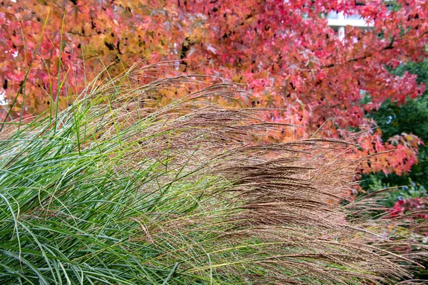 A picture of pampas grass and colorful leaves in autumn.   Vancouver BC Canada