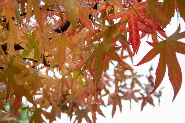 Ein Bild Von Roten Und Orangen Transparenten Ahornblättern Vancouver Kanada — Stockfoto