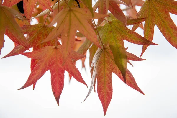 Ein Bild Von Roten Und Orangen Transparenten Ahornblättern Vancouver Kanada — Stockfoto