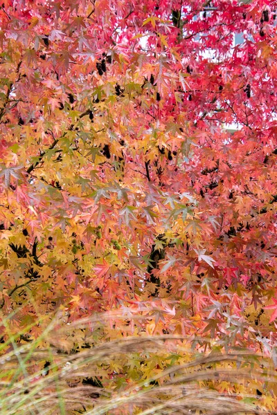 Ein Bild Von Bunten Blättern Herbst Vancouver Kanada — Stockfoto