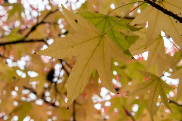 Picture Yellow Transparent Maple Leaves Vancouver Canada — Stock Photo, Image