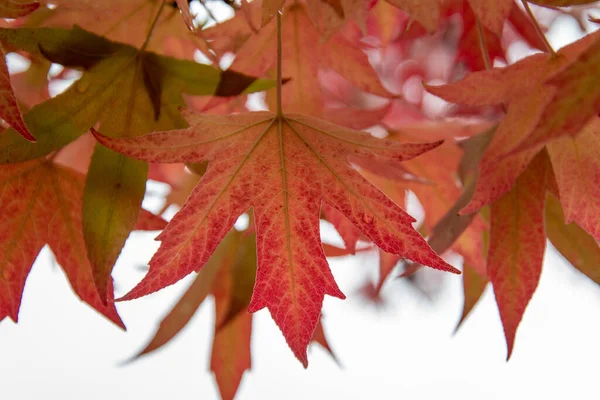 Ein Bild Von Roten Und Orangen Transparenten Ahornblättern Vancouver Kanada — Stockfoto