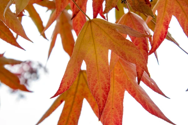 Ein Bild Von Roten Und Orangen Transparenten Ahornblättern Vancouver Kanada — Stockfoto