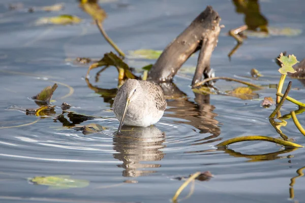 A long-billed dowitcher searching for the food.  Vancouver BC Canada