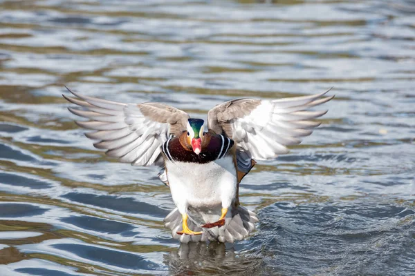 A  Mandarin  duck flying in the air.   Vancouver BC Canada