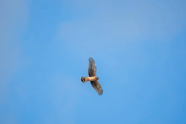 Norra Harrier Flyger Den Blå Himlen Vancouver Kanada — Stockfoto