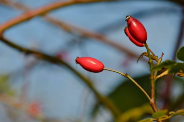 Kırmızı gül kalçalı bir resim. Kuzey Vancouver BC Kanada   
