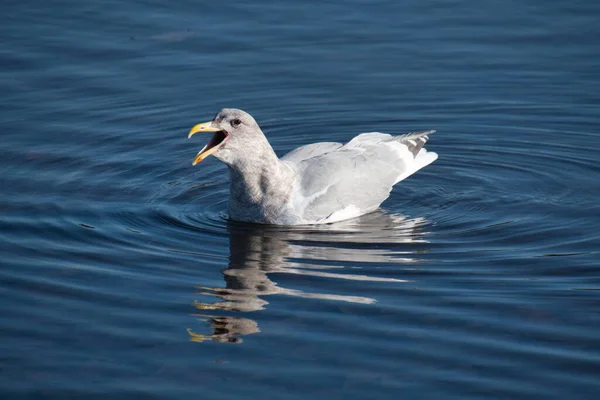 Een Schilderstuk Van Een Meeuw Roeping Het Meer Burnaby Canada — Stockfoto