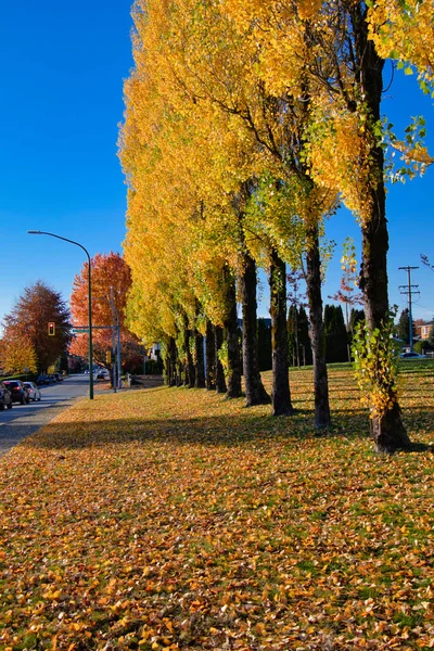 Árboles Color Otoño Largo Calle Burnaby Canadá —  Fotos de Stock