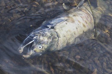 Yumurtadan çıktıktan sonra gölde ölü bir somon balığı resmi. Burnaby BC Kanada