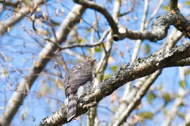 Dala tünemiş olgunlaşmamış bir Cooper 's Hawk. Burnaby BC Kanada