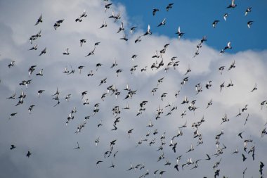 Mavi gökyüzünde uçan yüzlerce kaya güvercini. Vancouver BC Kanada