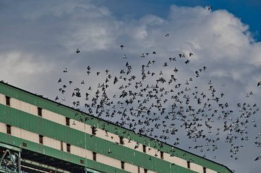 Mavi gökyüzünde uçan yüzlerce kaya güvercini. Vancouver BC Kanada