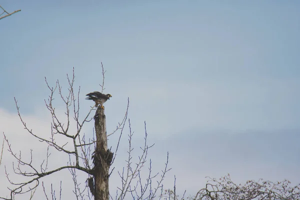 Der Wanderfalke Frisst Eine Taube Baum Burnaby Kanada — Stockfoto