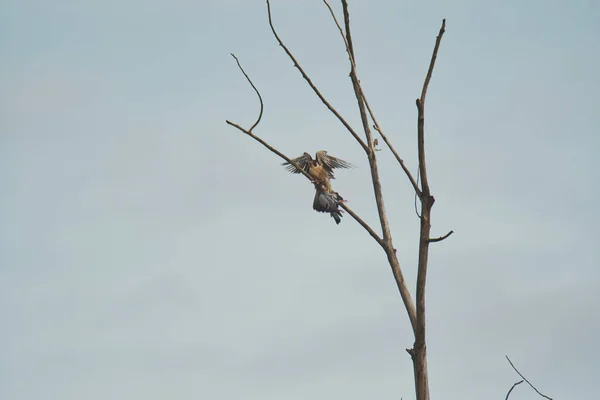 Peregrino Comiendo Una Paloma Árbol Burnaby Canadá — Foto de Stock