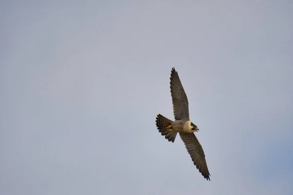 Peregrine Letící Modré Obloze Burnaby Canada — Stock fotografie