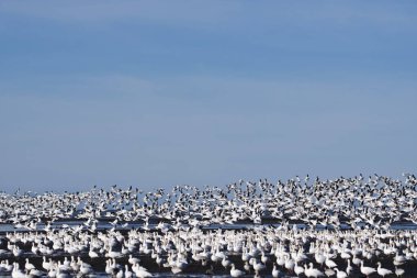 Havada uçan büyük kar kazları sürüsü. MÖ Richmond Kanada