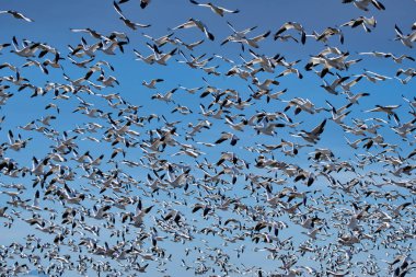 Mavi gökyüzü büyük bir kar kazları sürüsüyle doldu. MÖ Richmond Kanada