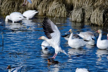 Sığ sulara inen bir kar kazı resmi. Vancouver BC Kanada