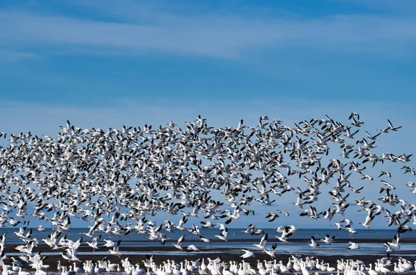 Grote Kudde Sneeuwganzen Die Door Lucht Vliegen Richmond Canada — Stockfoto