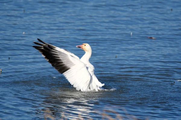 Eine Schneegans Öffnet Ihre Flügel Richmond Kanada — Stockfoto