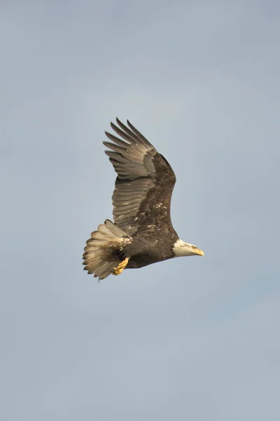 Una Foto Águila Calva Volando Cielo Canadá — Foto de Stock