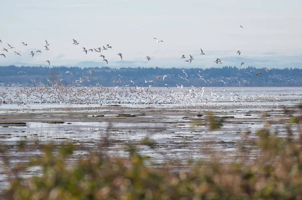 Une Image Troupeaux Mouettes Canada — Photo