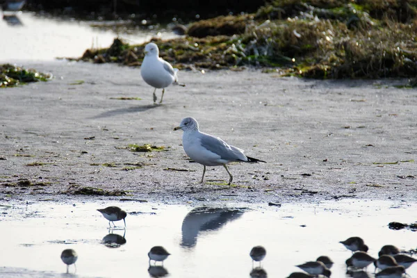 Una Gaviota Pico Anular Caminando Por Piso Marea Canadá — Foto de Stock