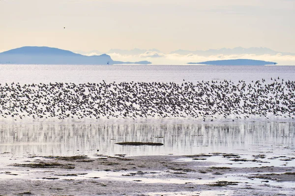 Een Foto Van Een Murmuratie Van Wadvogels Canada — Stockfoto