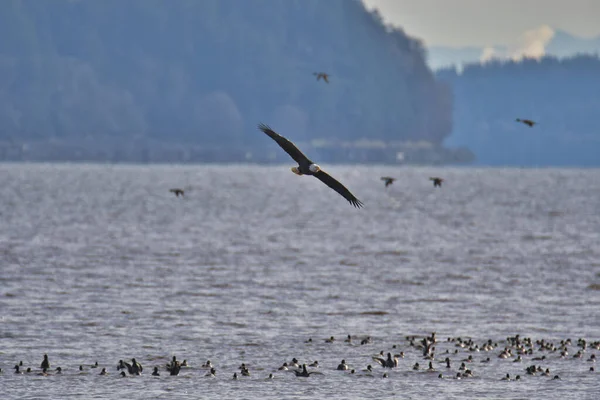 Een Foto Van Een Kale Adelaar Die Lucht Vliegt Canada — Stockfoto