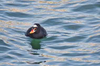 Okyanusta yüzen bir sörfçü resmi. Beyaz Kaya BC Kanada