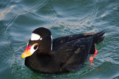 Okyanusta yüzen bir sörfçüye yakın çekim. Beyaz Kaya BC Kanada