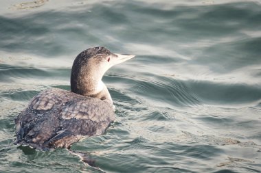 Okyanusta yüzen sıradan bir ahmağın yakın çekimi. Beyaz Kaya BC Kanada