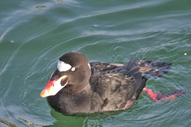 Okyanusta yüzen bir sörfçüye yakın çekim. Beyaz Kaya BC Kanada