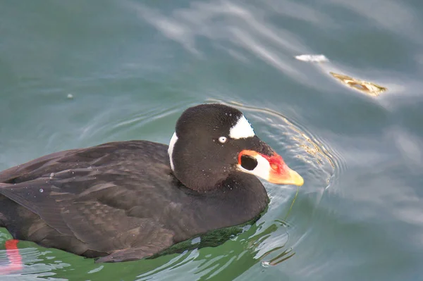 A closeup of a surf scoter swimming in the ocean.   White Rock BC Canada