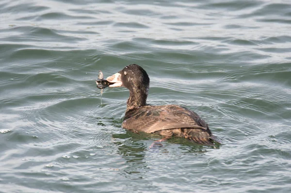 A picture of a immature surf scoter eating the shellfishes.   White Rock BC Canada