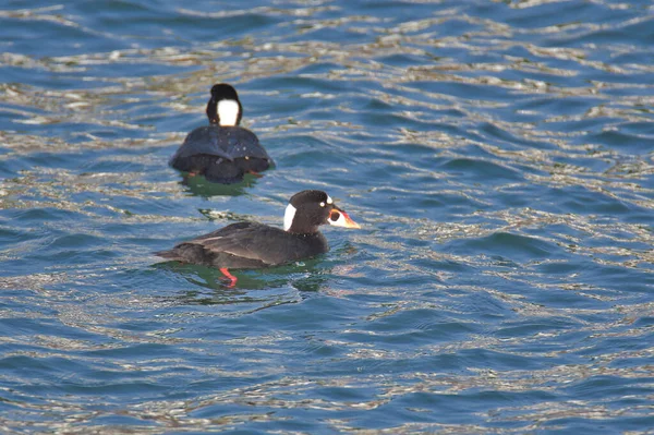 A picture of surf scoters swimming in the ocean.   White Rock BC Canada