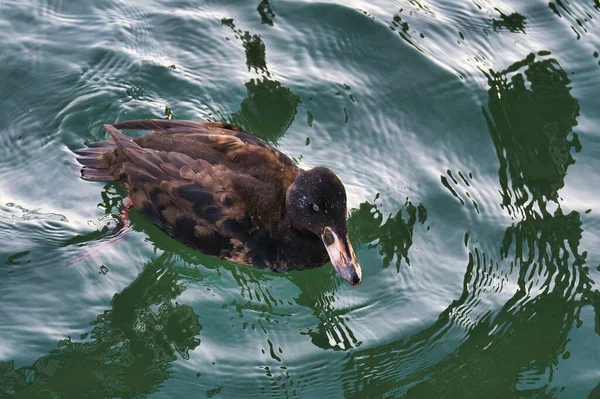 A picture of immature surf scoter swimming in the ocean.   White Rock BC Canada